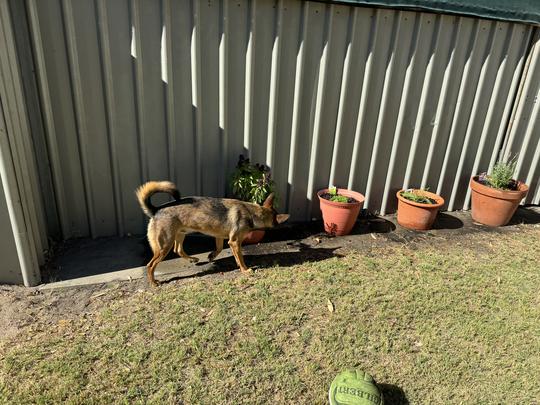 Sensory Garden