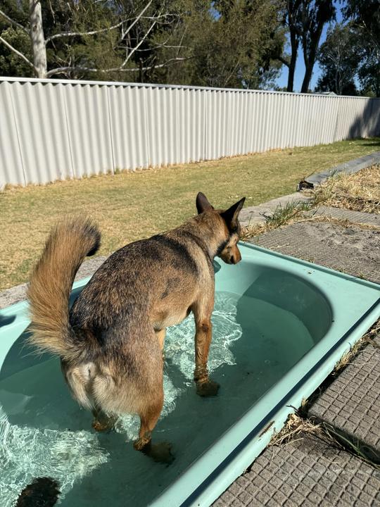 Bath for the dogs to cool off