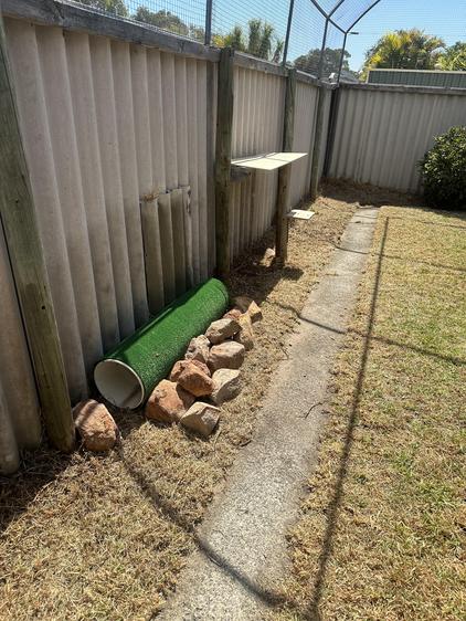Cat Jungle