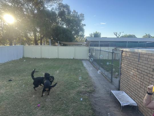 Grassed run attached to kennel